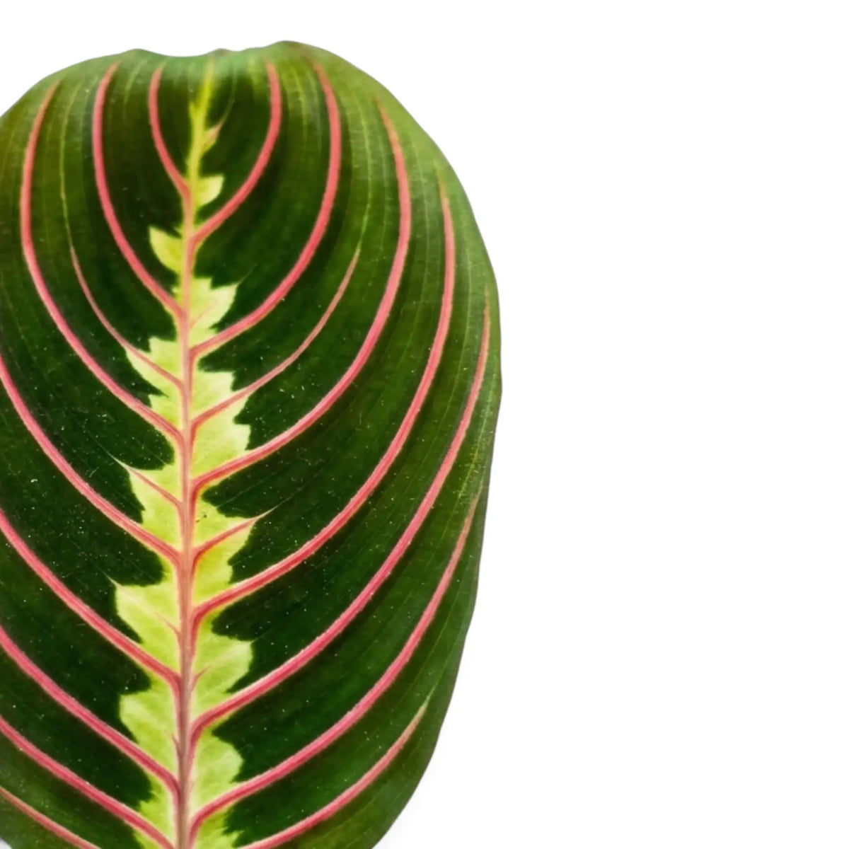 Maranta leuconeura ‘Fascinator’ leaf with red veins and dark paired markings