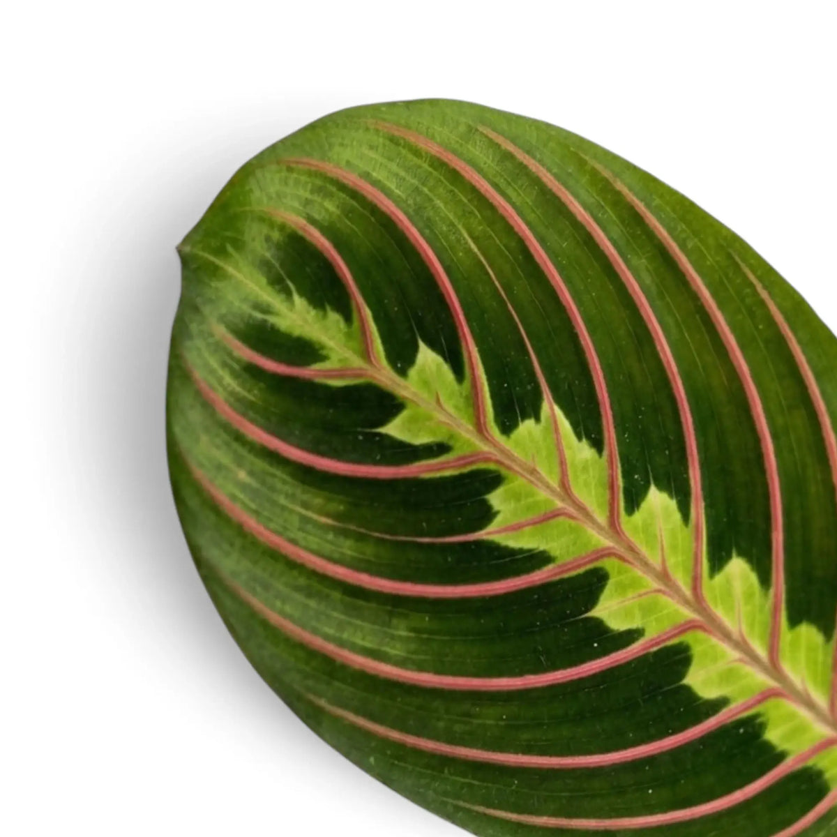 Maranta leuconeura ‘Fascinator’ leaf with red veins and dark paired markings