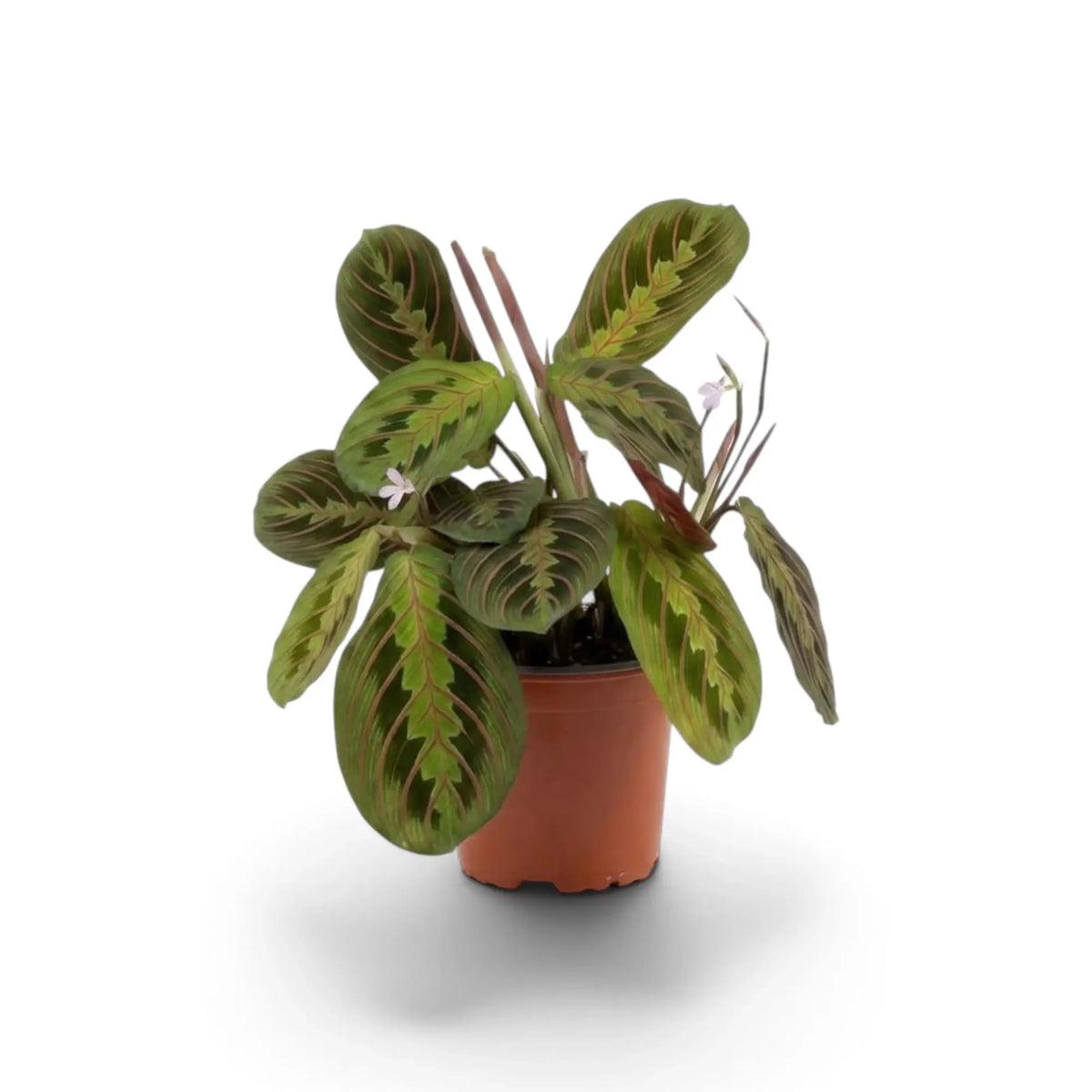 Maranta leuconeura ‘Fascinator’ with red-veined leaves and dark paired markings