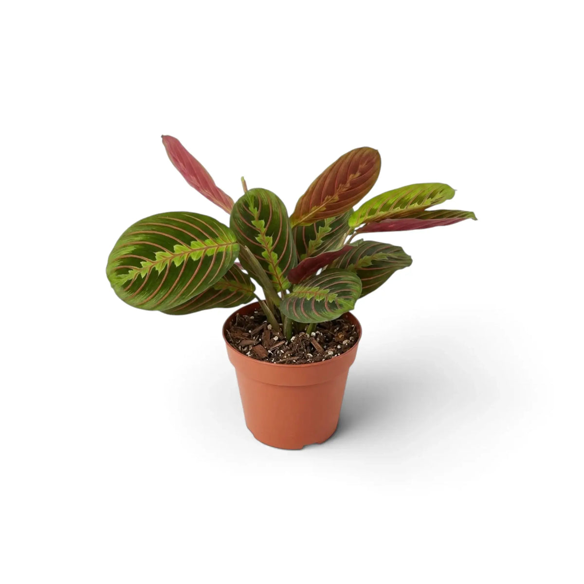 Maranta leuconeura ‘Fascinator’ with red-veined leaves and dark paired markings