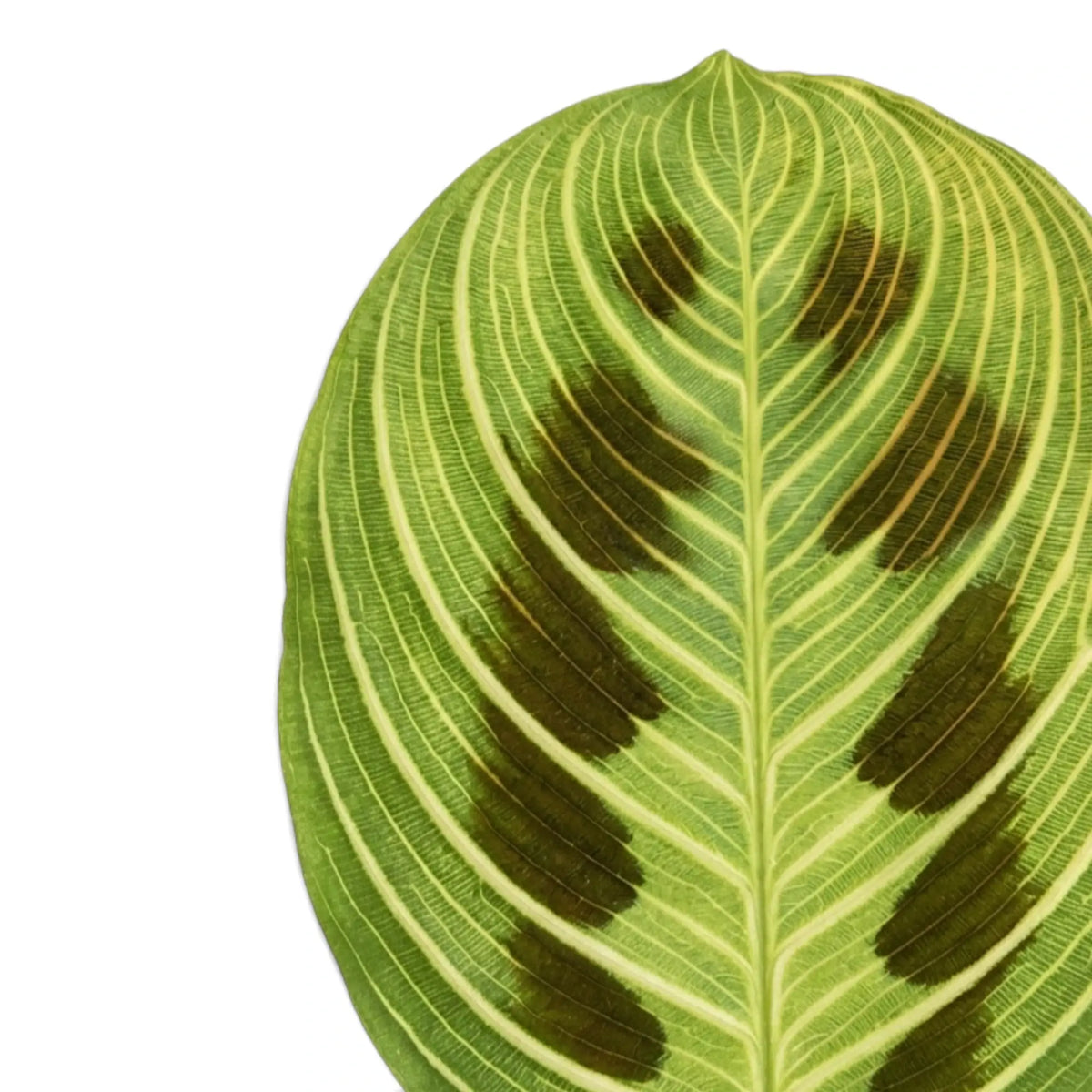 Upright Maranta 'Light Veins' leaf showing its symmetrical veining and maroon pattern.