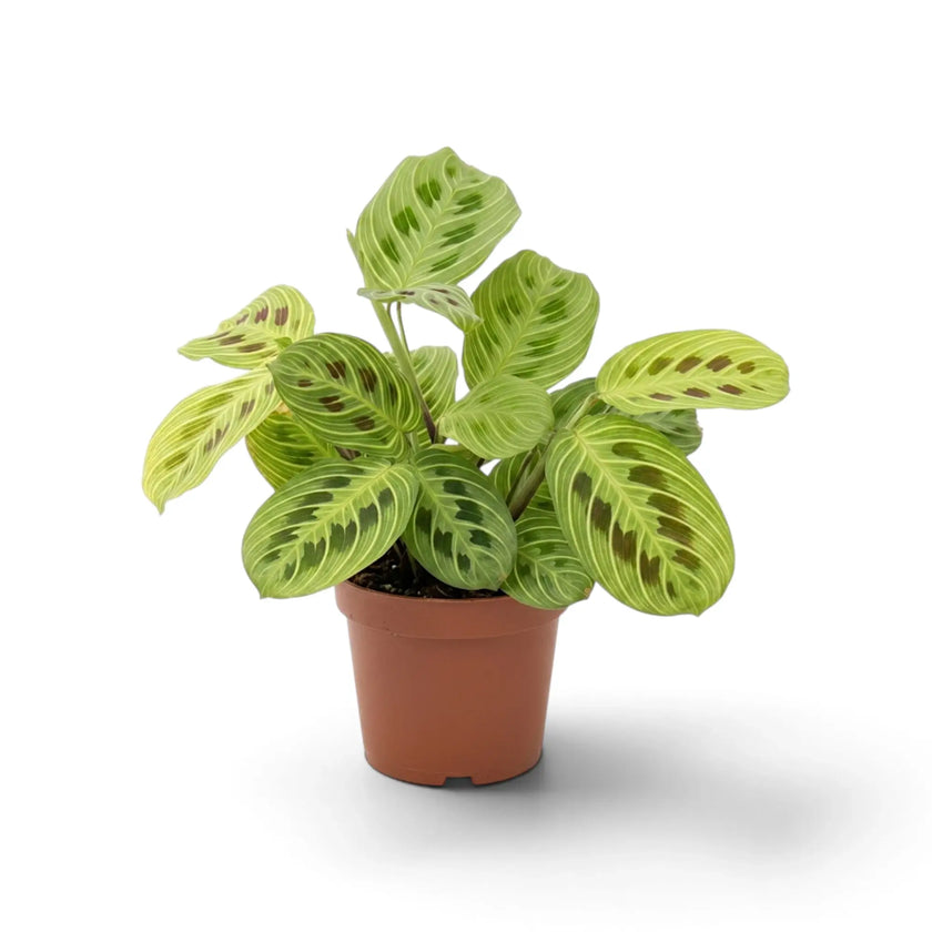 Maranta 'Light Veins' leicht von oben mit flach ausgebreiteten Blättern.