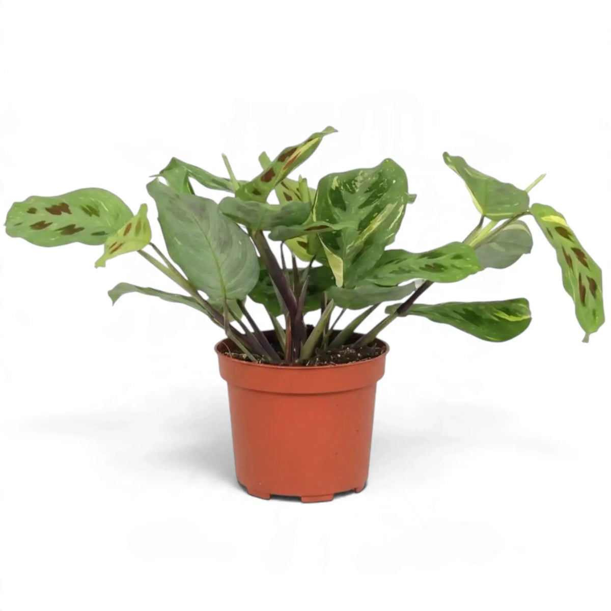Variegated Maranta in an orange pot with cream streaks and dark oval markings