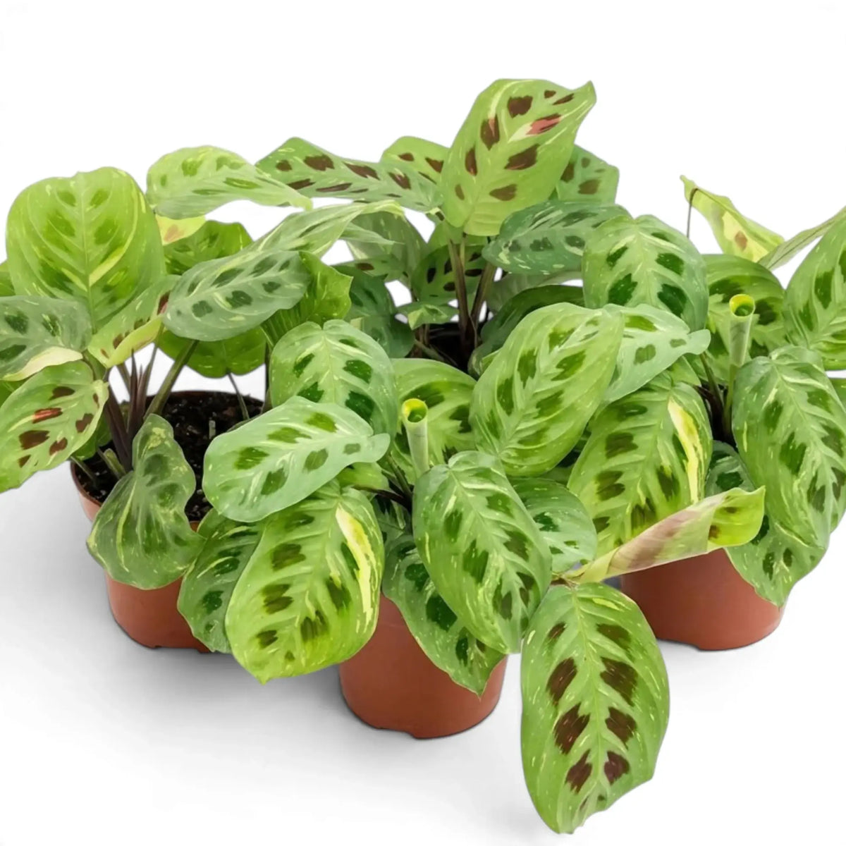 Three potted variegated Maranta plants with cream and dark leaf markings