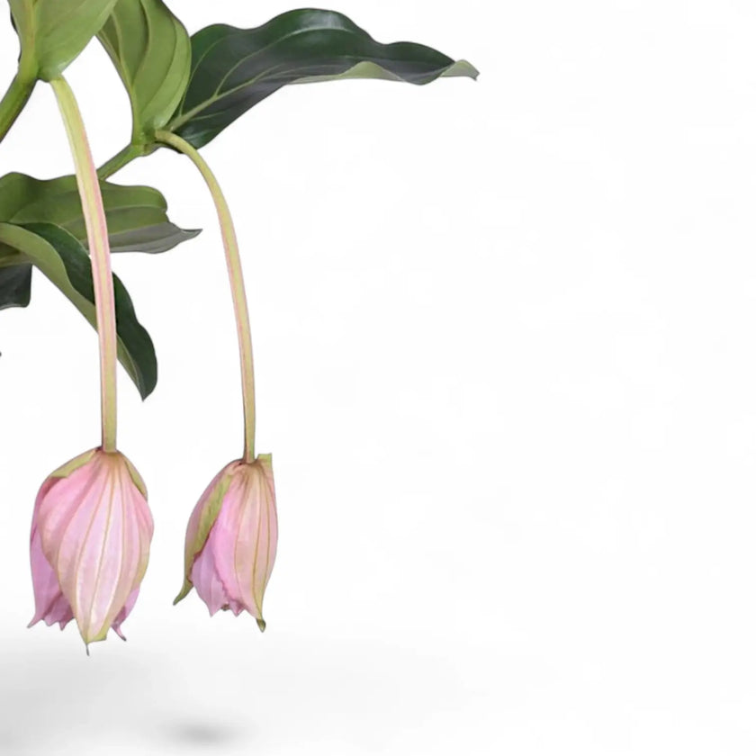 Medinilla magnifica close-up of leaf on white background.