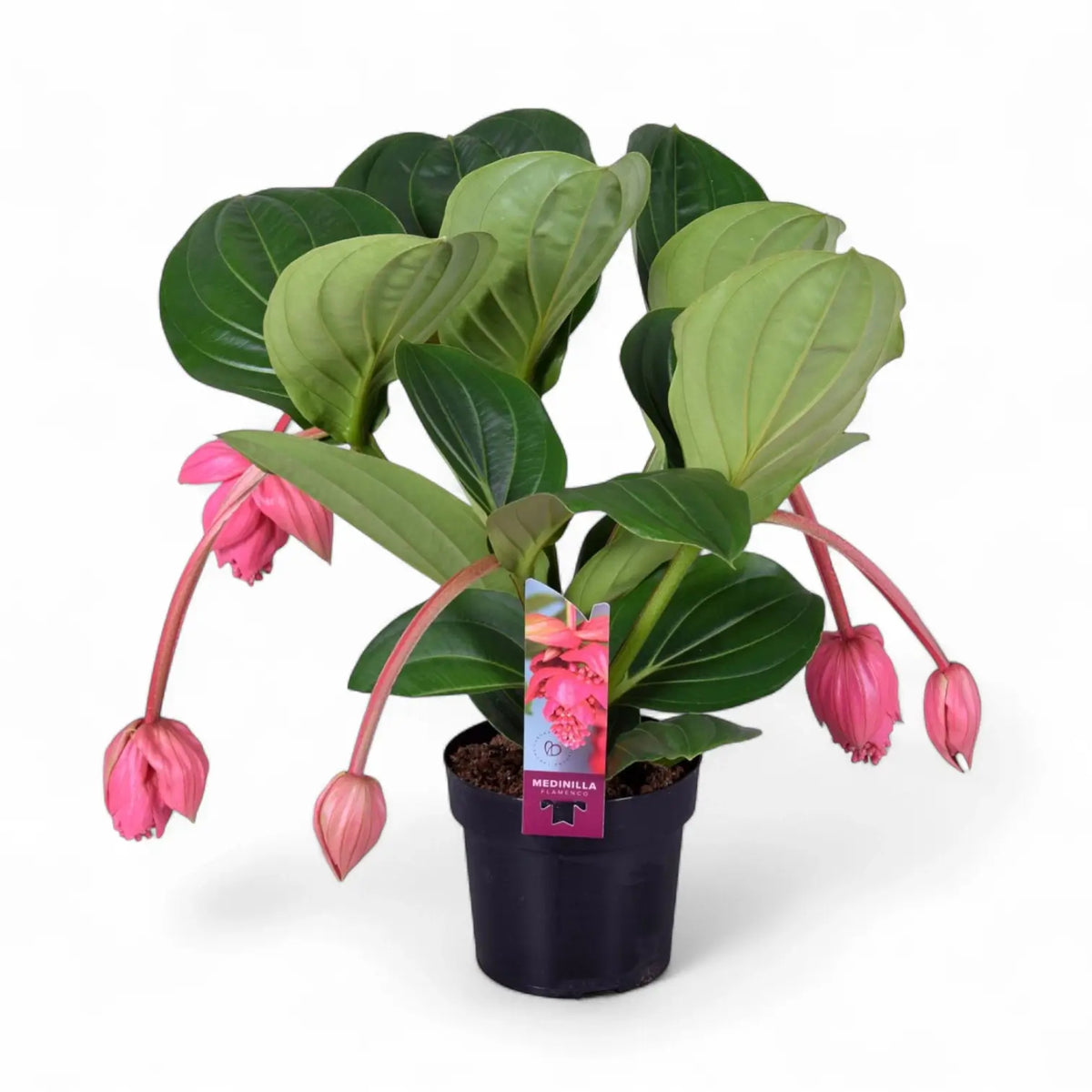 Medinilla magnifica 'Flamenco' – Zimmerpflanze im Kulturtopf auf weißem Hintergrund, Produktfoto 5.