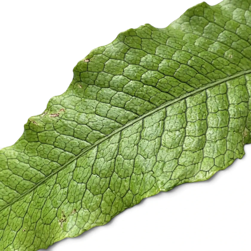 Microsorum musifolium 'Crocodyllus' frond detail showing rippled margins and raised netted veins