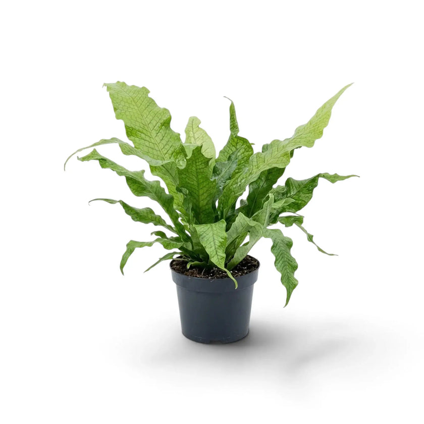 Microsorum musifolium 'Crocodyllus' showing a dense crown of broad rippled green fronds