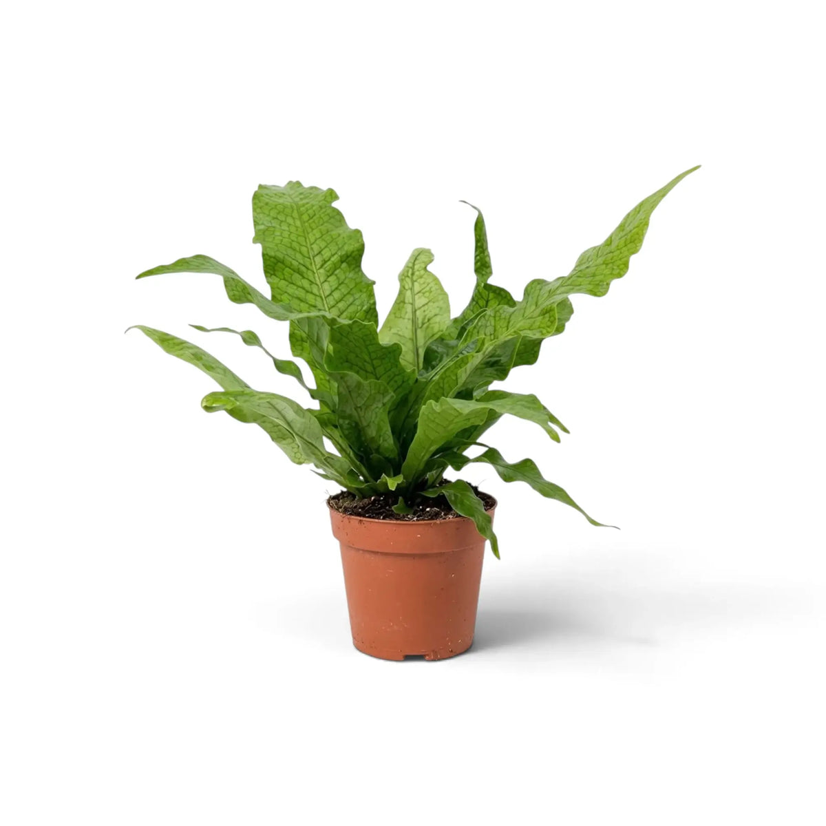 Crocodile fern with upright young fronds and longer arching leaves textured by raised veins