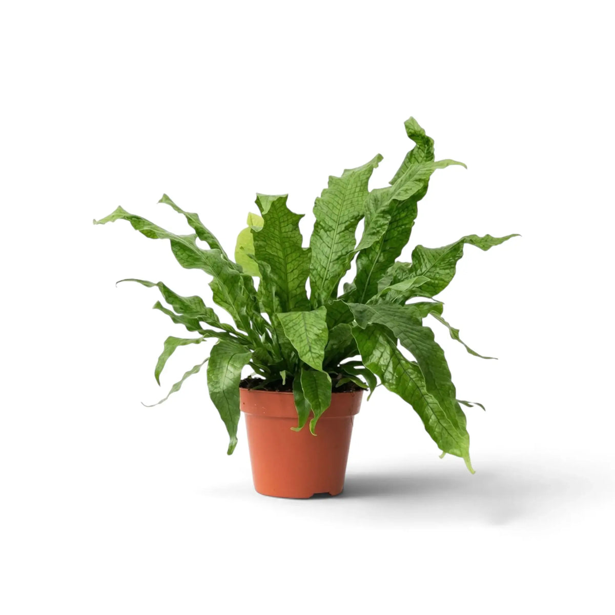 Potted Microsorum 'Crocodyllus' with long glossy fronds and pronounced netted veining