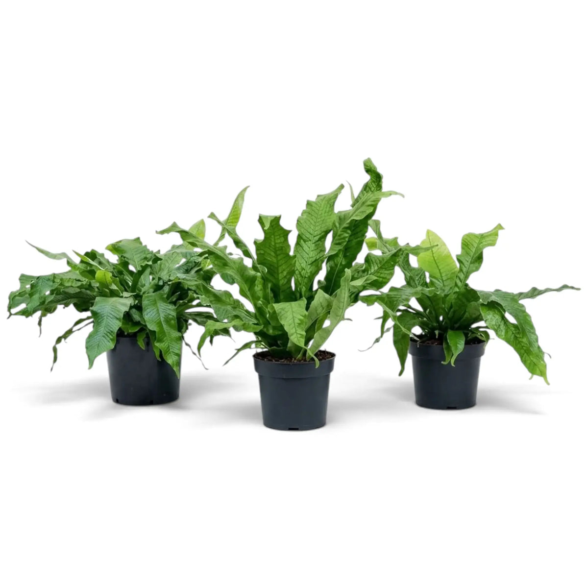 Potted crocodile fern with glossy strap-like fronds marked by a dark netted vein pattern