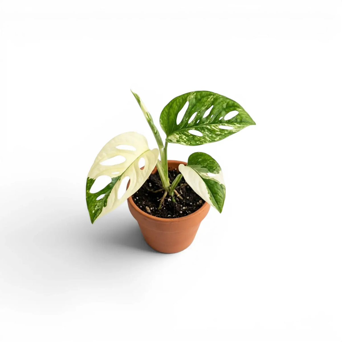 Monstera adansonii variegata baby plant in a nursery pot on white background
