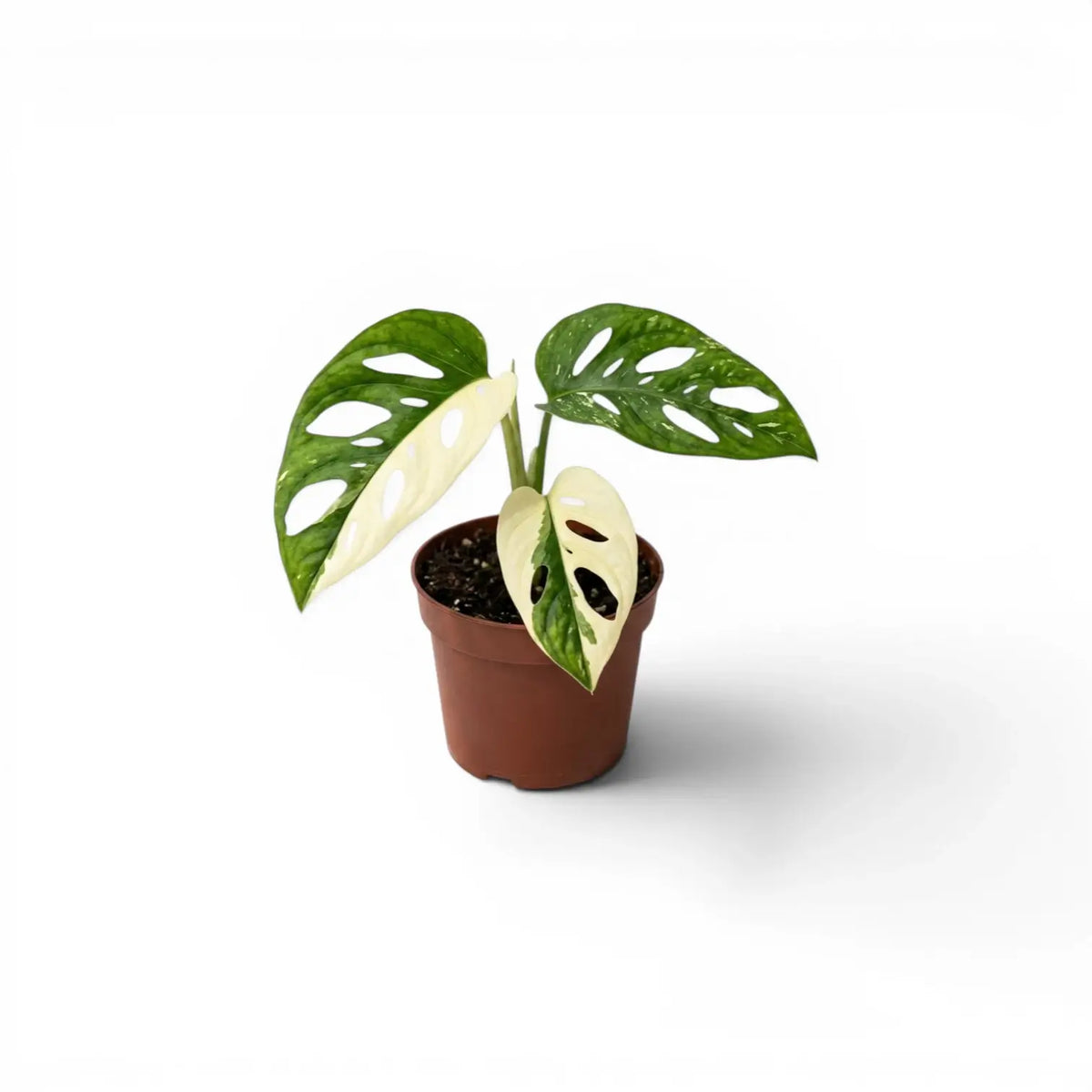 Monstera adansonii variegata baby plant in a nursery pot on white background