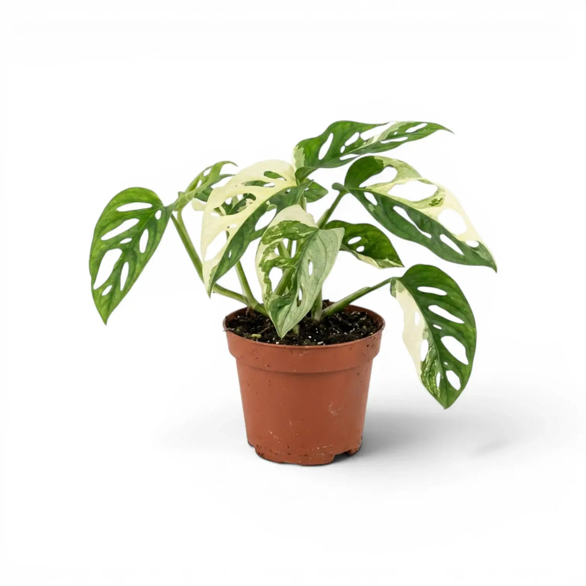 Monstera adansonii variegata plant in a nursery pot on white background