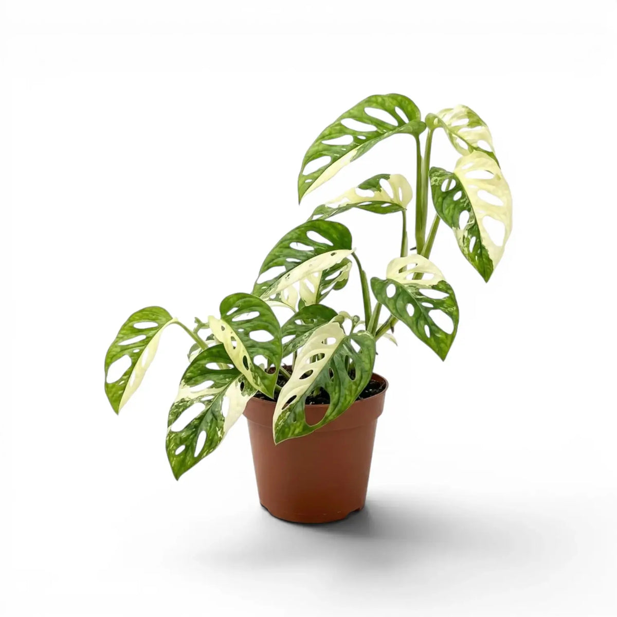 Monstera adansonii variegata plant in a nursery pot on white background