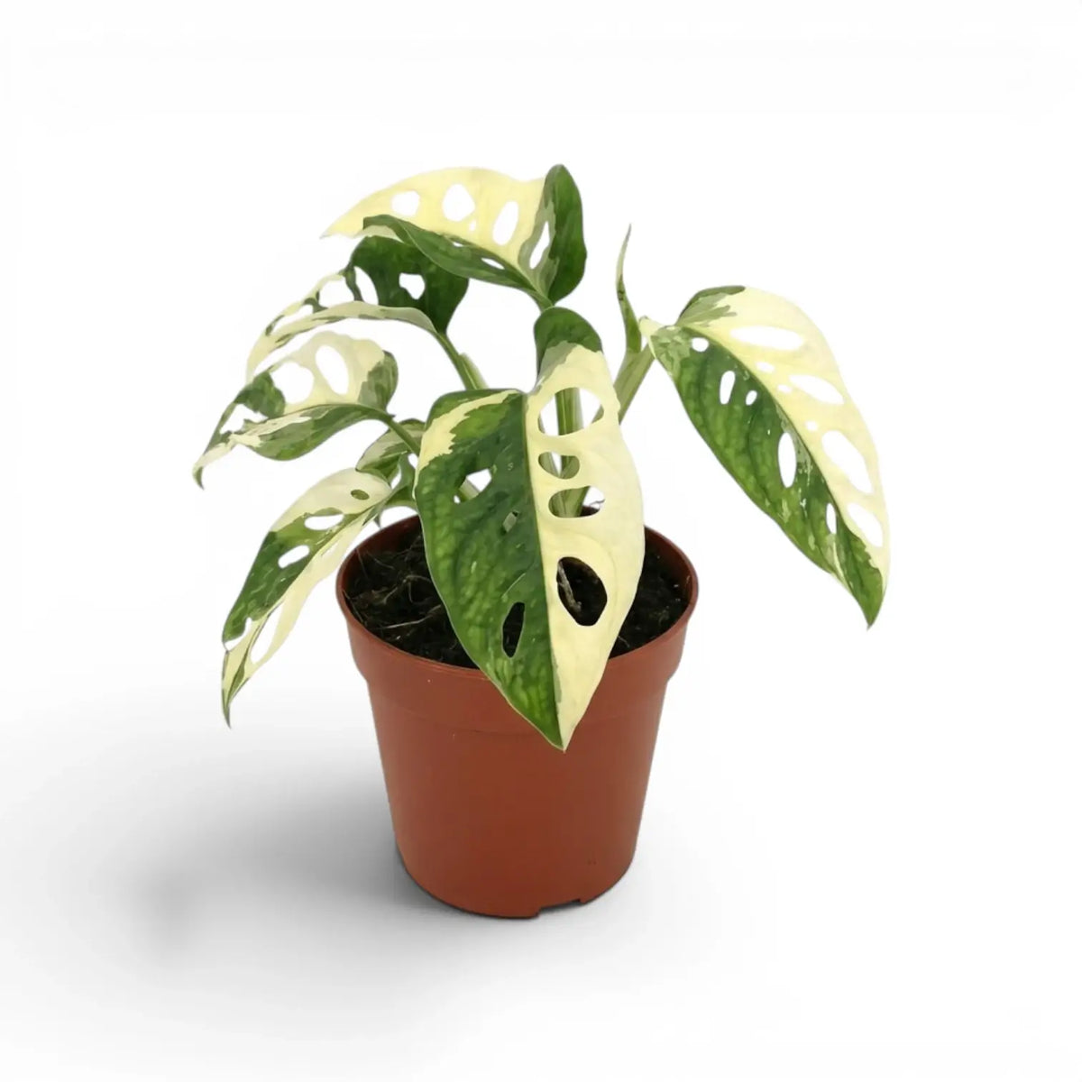Monstera adansonii variegata plant in a nursery pot on white background