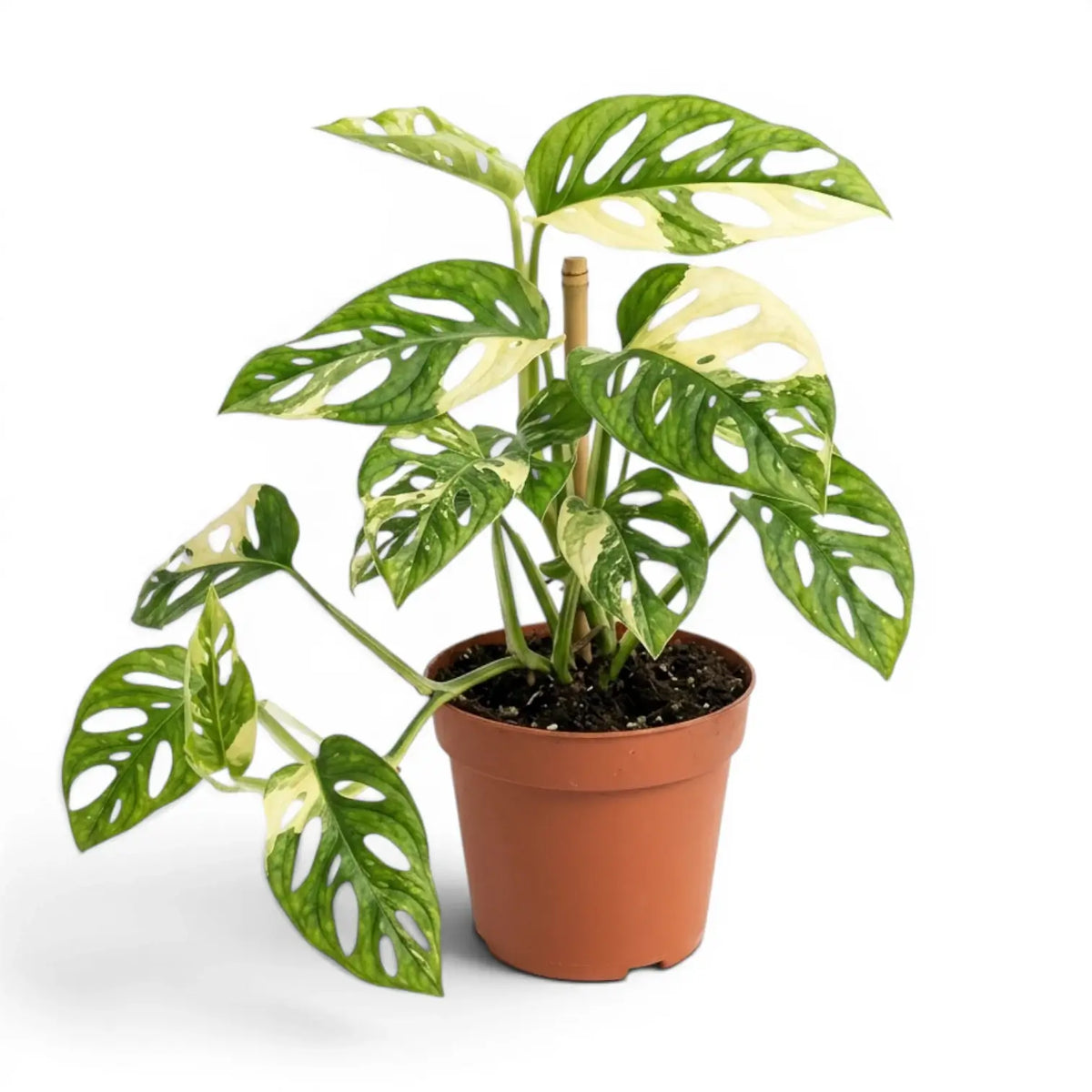 Monstera adansonii variegata plant in a nursery pot on white background