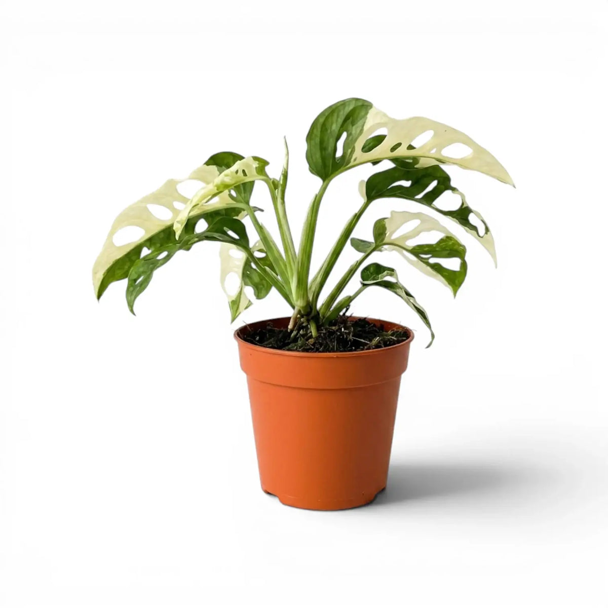 Monstera adansonii variegata plant in a nursery pot on white background