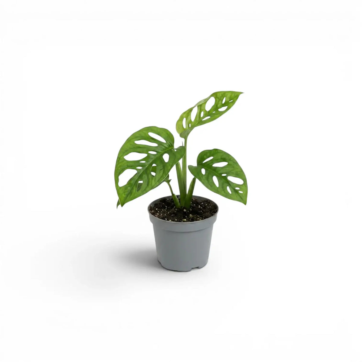 Monstera adansonii Monkey Leaf baby plant in a nursery pot against a white background