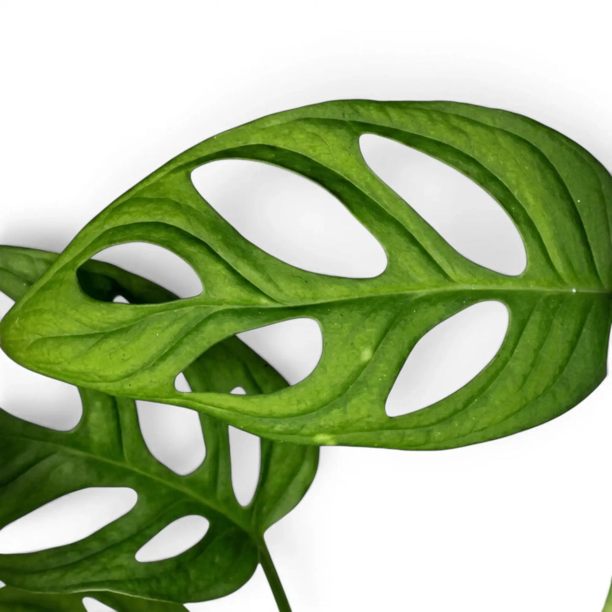 Close-up of Monstera adansonii Monkey Leaf foliage on white backround