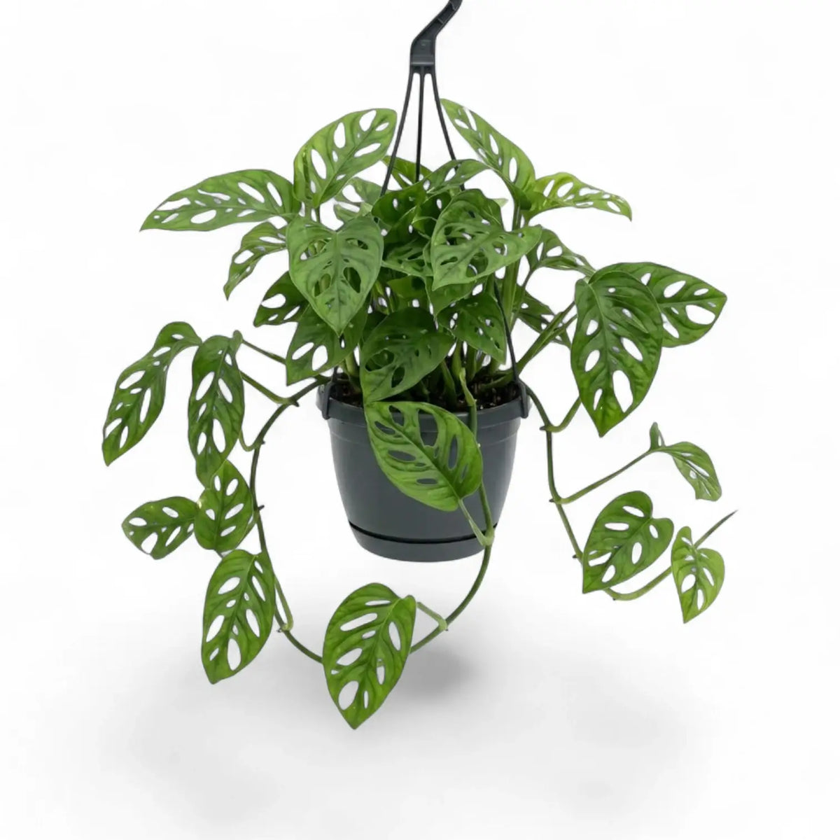 Monstera adansonii Monkey Leaf hanging plant in a suspended nursery pot on white background