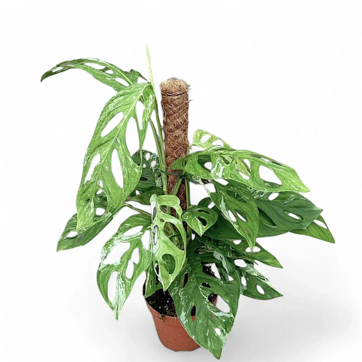 Monstera adansonii 'Indonesian Marble' potted plant in nursery pot on white background.