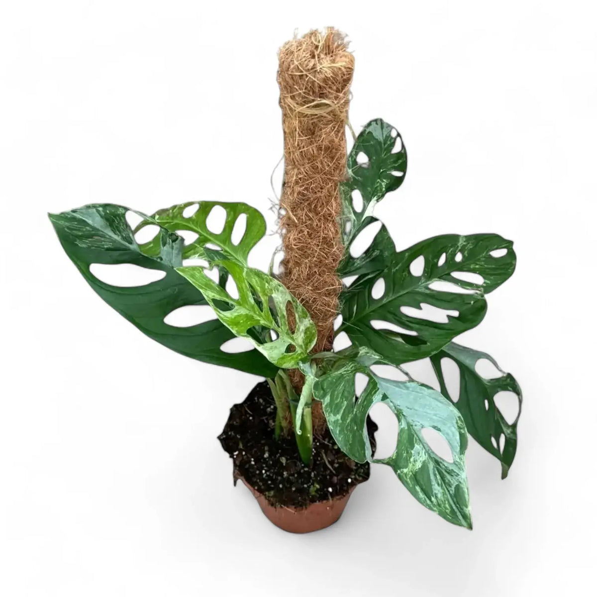 Monstera adansonii 'Indonesian Marble' potted plant in nursery pot on white background.