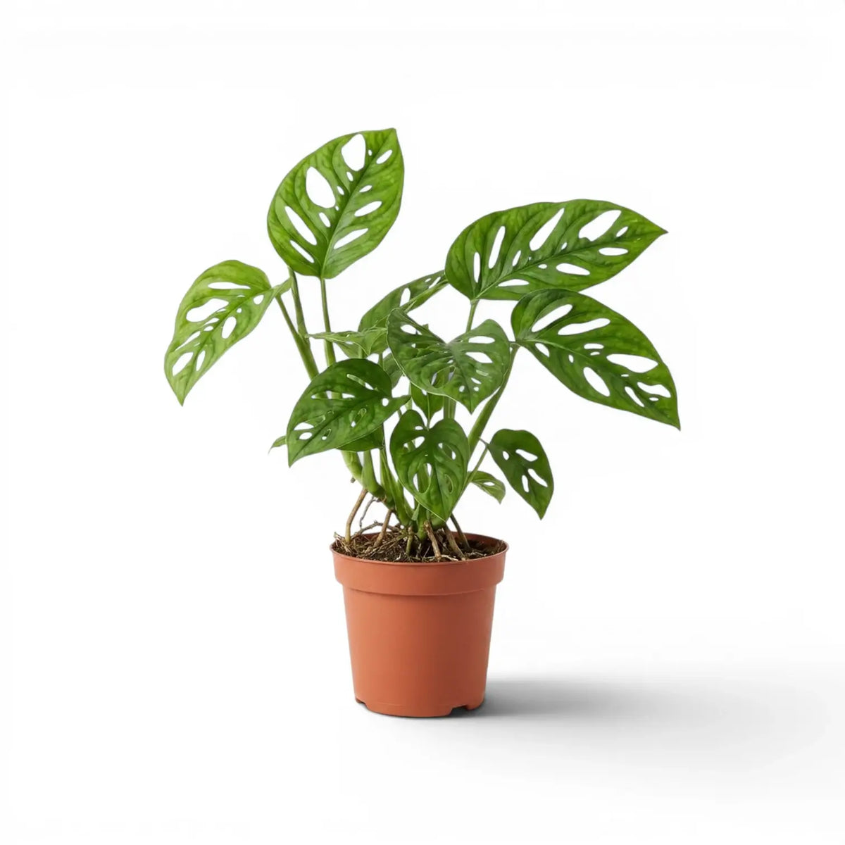 Monstera adansonii Monkey Leaf plant in a nursery pot against a white background