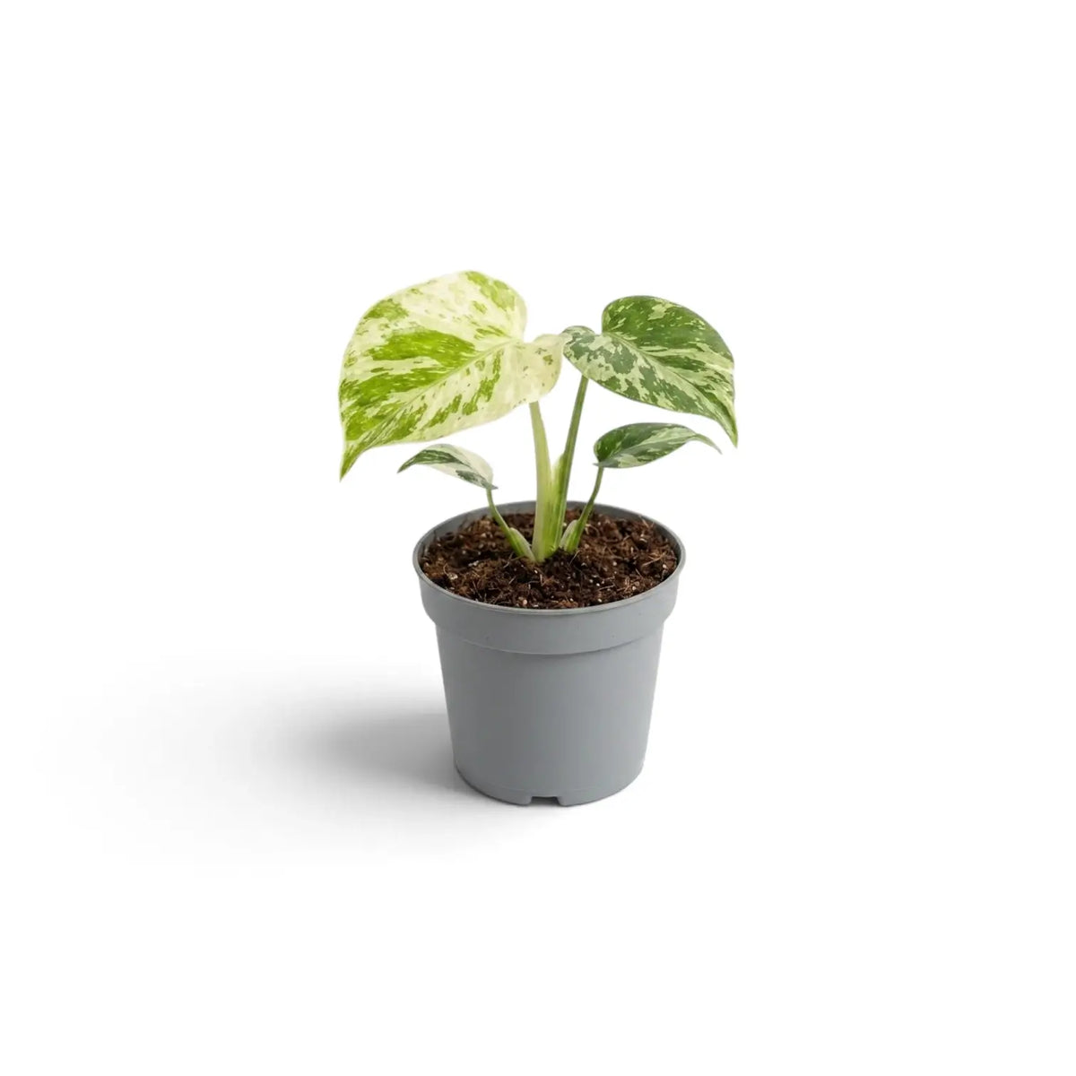 Junge Monstera deliciosa ‘Bulbasaur’ vor weißem Hintergrund