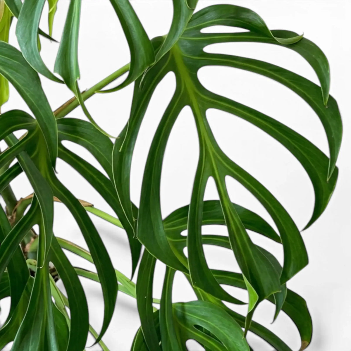Close-up of deeply split foliage of Monstera Burle Marx's Flame on a white background