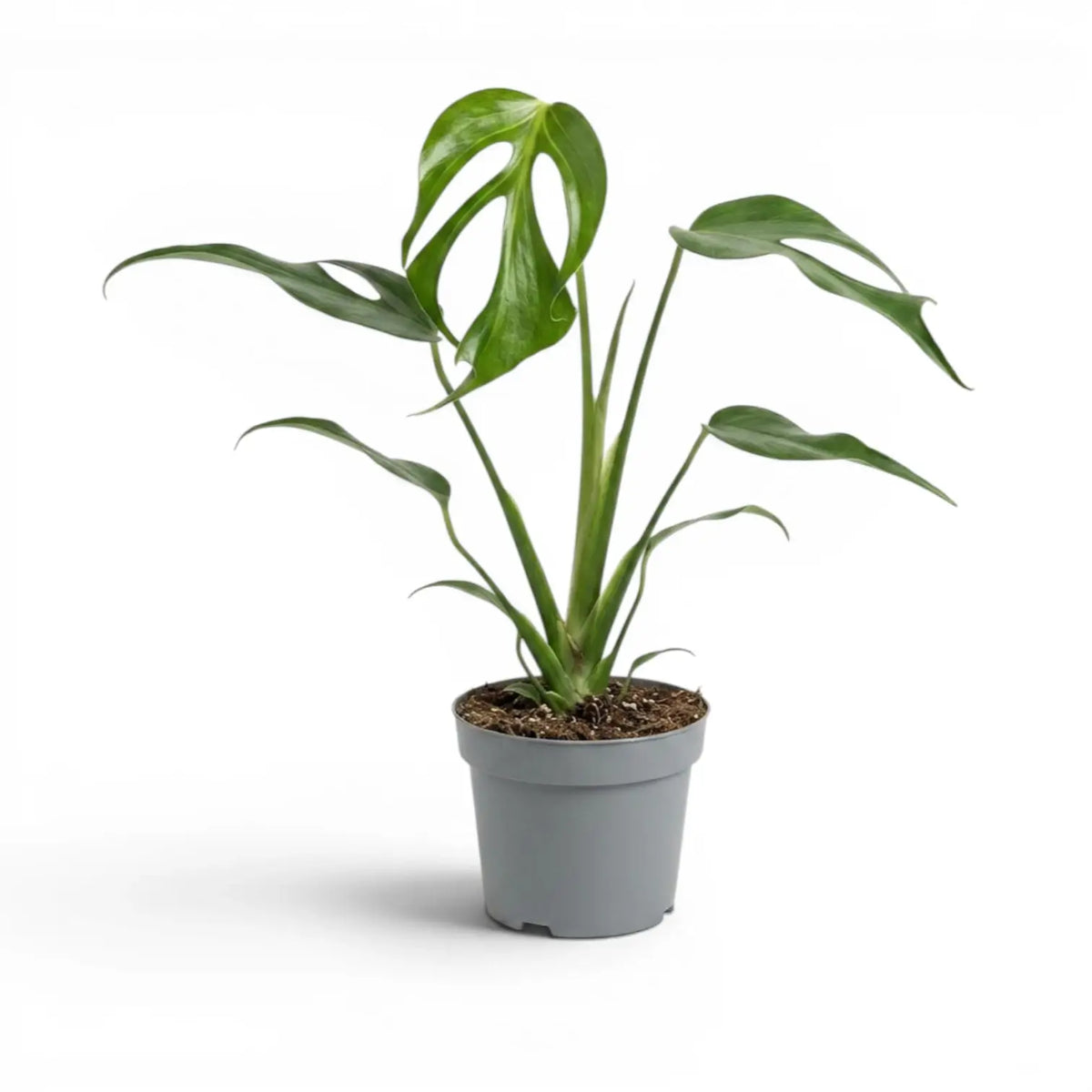 Monstera Burle Marx's Flame plant in a nursery pot on a white background