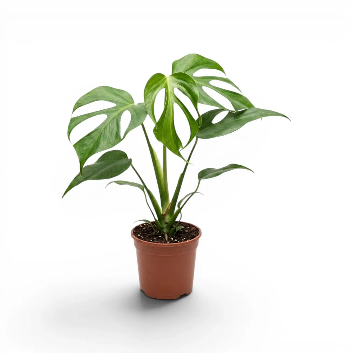 Monstera Burle Marx's Flame plant in a nursery pot on a white background