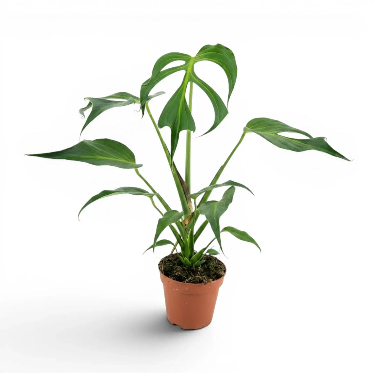 Monstera Burle Marx's Flame plant in a nursery pot on a white background