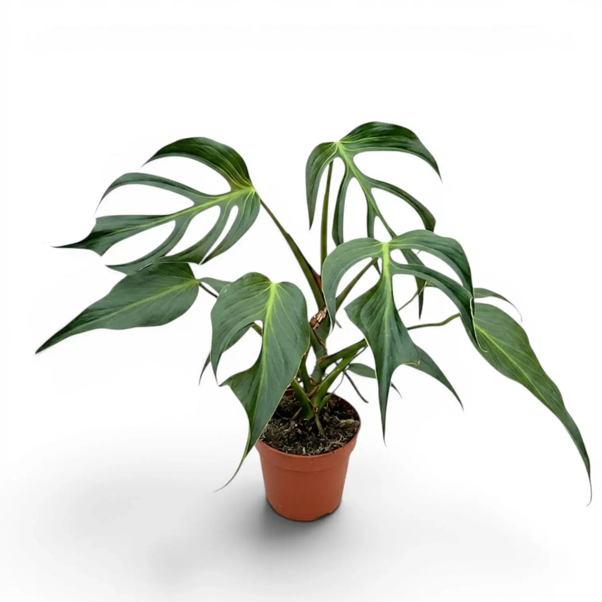 Monstera Burle Marx's Flame plant in a nursery pot on a white background