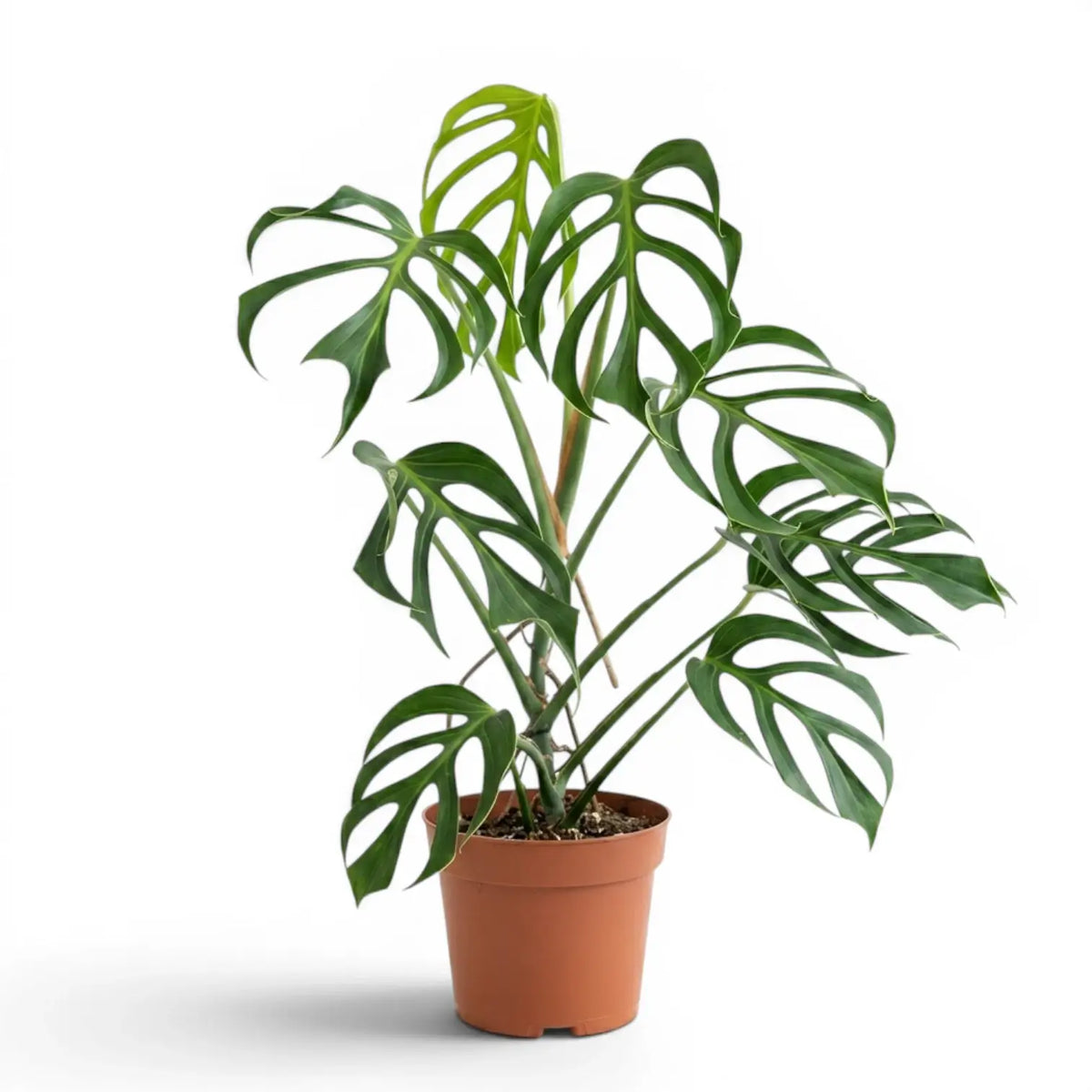 Extra large Monstera Burle Marx's Flame plant in a nursery pot on a white background