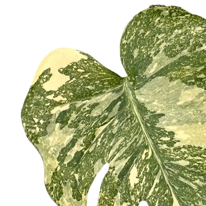 Monstera 'Crème Brûlée' leaf detail on white background.