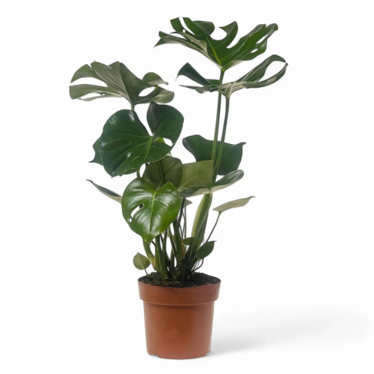 Monstera deliciosa – Zimmerpflanze im Kulturtopf auf weißem Hintergrund, Produktfoto 12.
