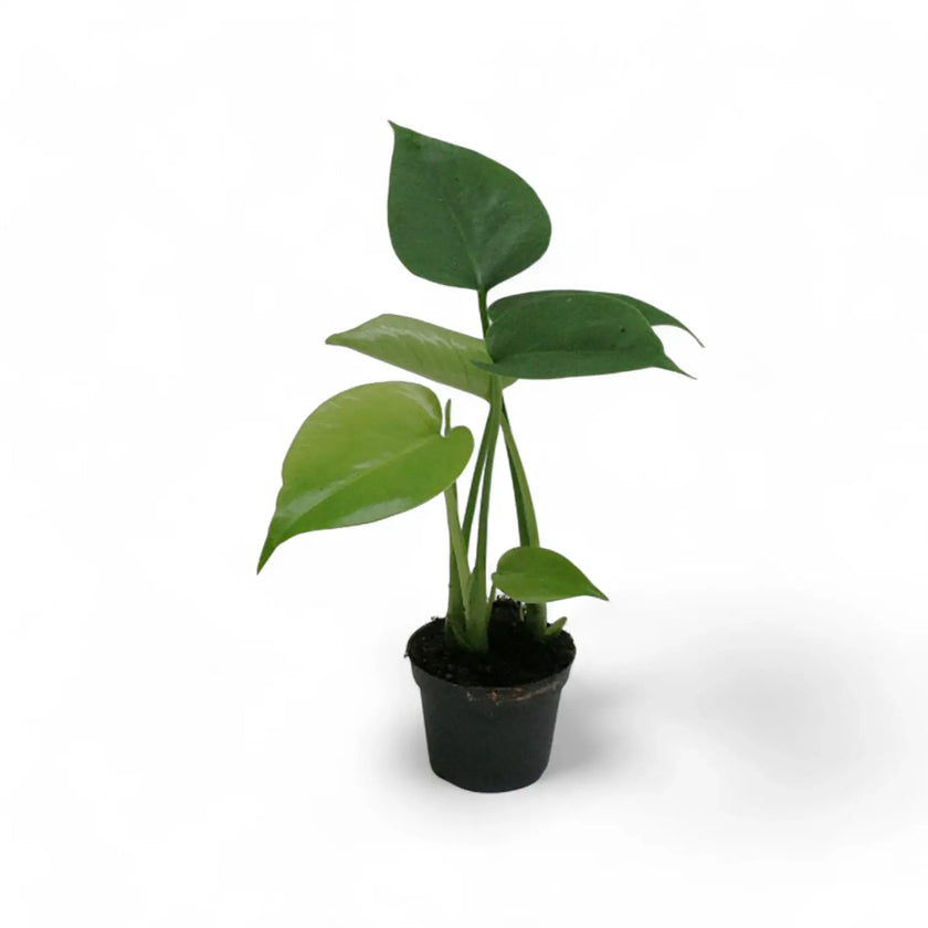 Monstera deliciosa plant in a nursery pot against a white background