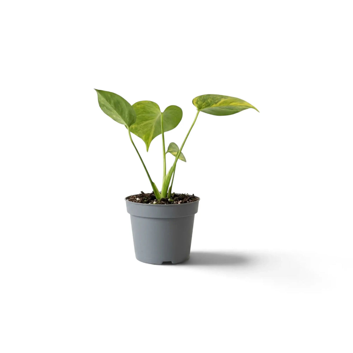 Baby Monstera 'Aurea' with upright stems and green leaves flecked with yellow