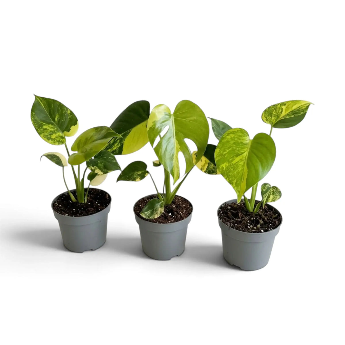 Three potted baby Monstera 'Aurea' plants showing mixed green and gold leaf markings