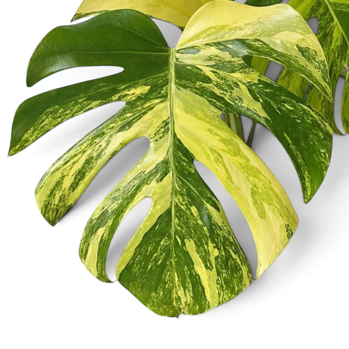 Split Monstera deliciosa 'Aurea' leaf with broad golden-yellow and green variegation
