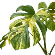 Large fenestrated Monstera 'Aurea' leaf showing bright yellow streaks and green patches