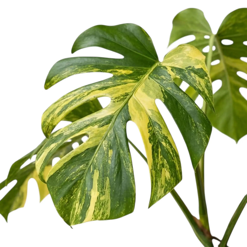 Large fenestrated Monstera 'Aurea' leaf showing bright yellow streaks and green patches