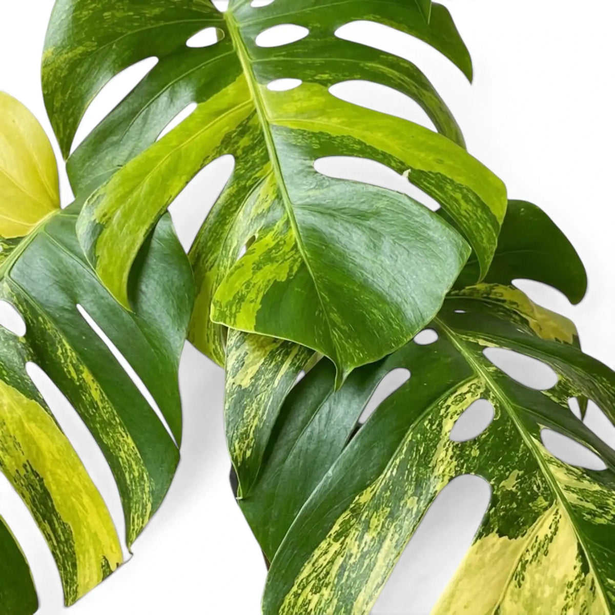 Overlapping mature Monstera 'Aurea' leaves with holes and yellow-green marbling