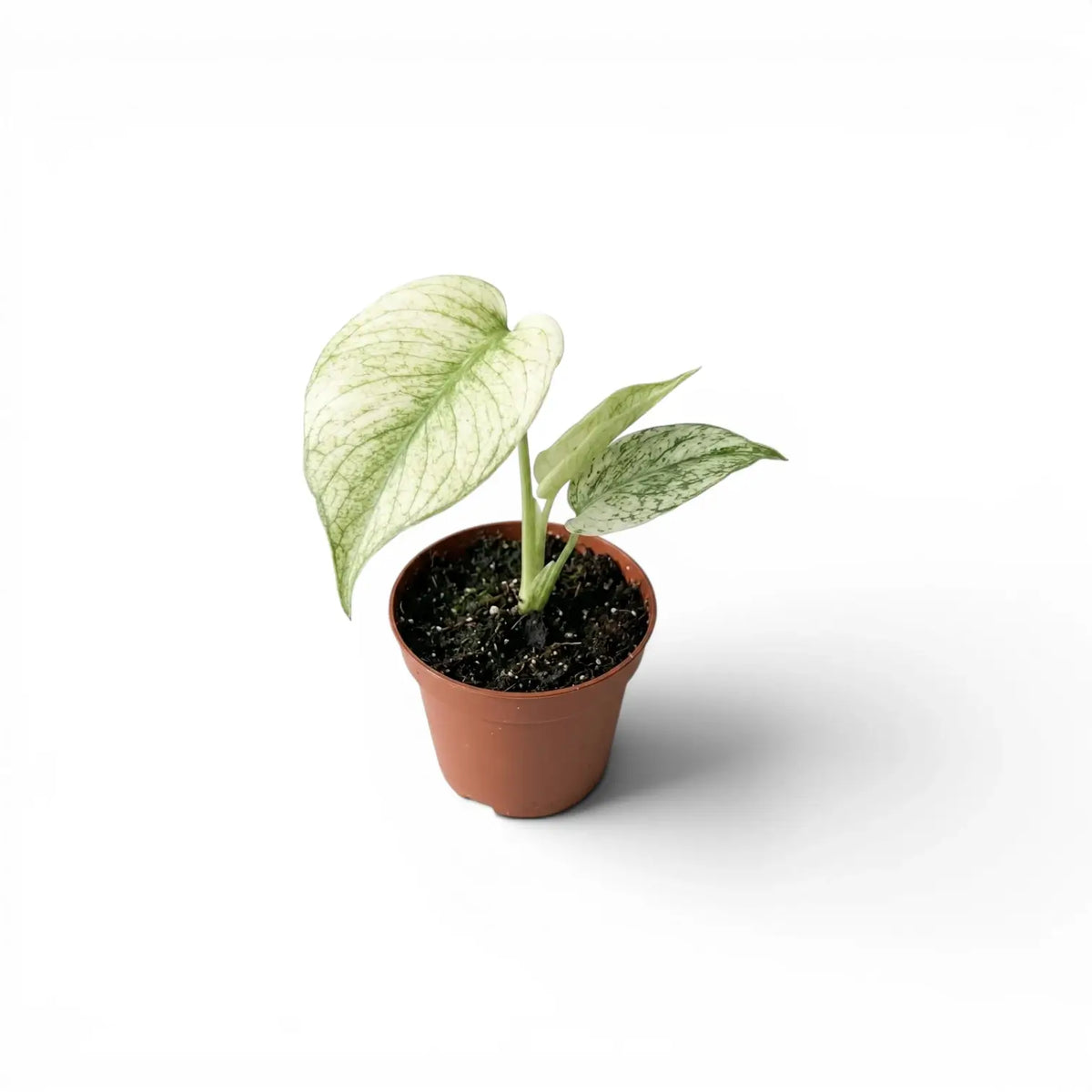 Monstera Mint mit mintgrünen Blättern im Topf vor weißem Hintergrund
