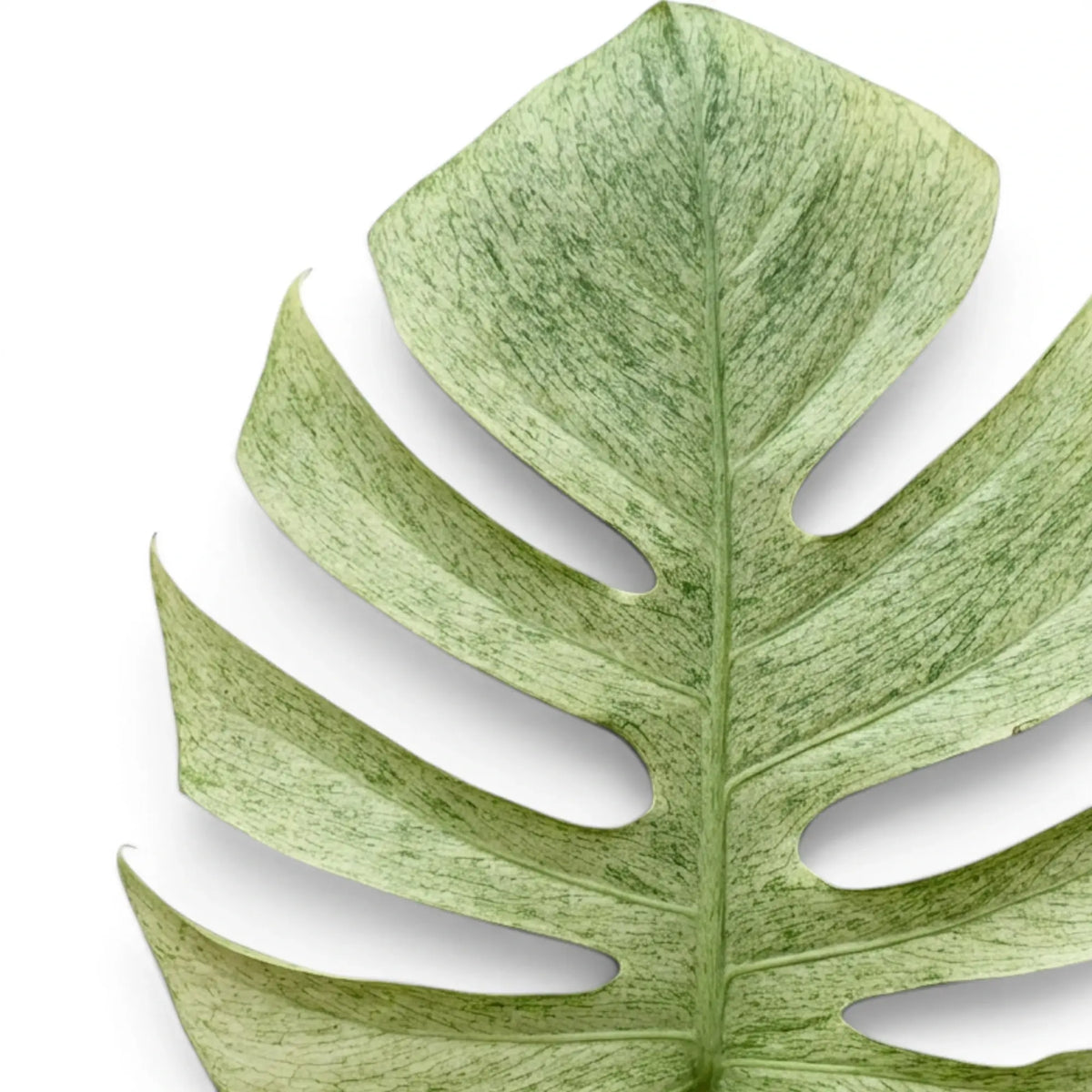 Nahaufnahme eines mintgrünen Blattes von Monstera Mint vor weißem Hintergrund