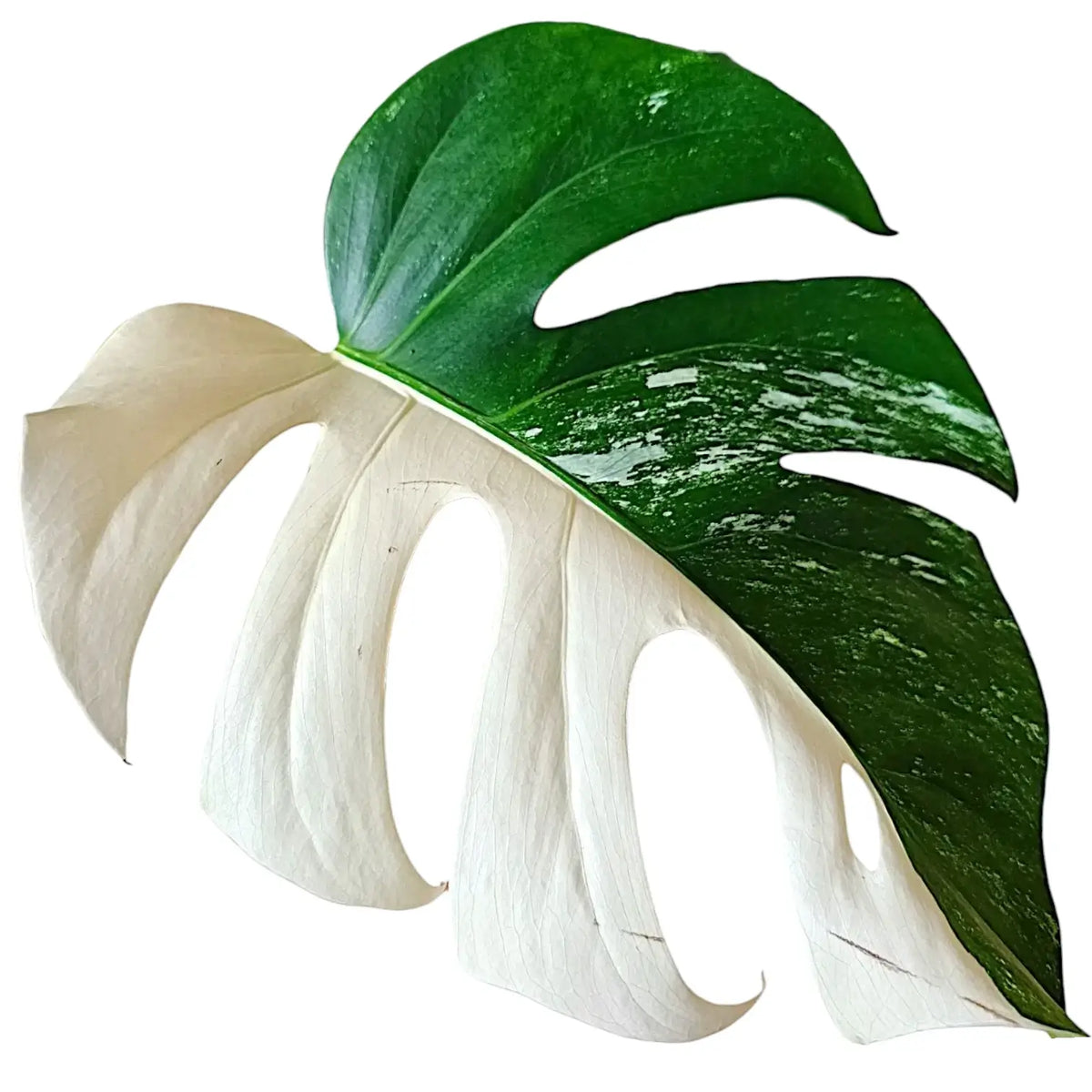 Monstera deliciosa variegata 'Super White' close-up of leaf on white background.