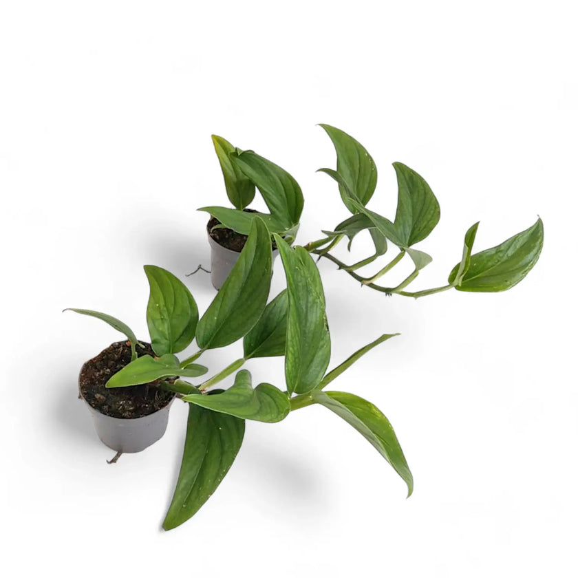 Monstera dissecta potted plant in nursery pot on white background.