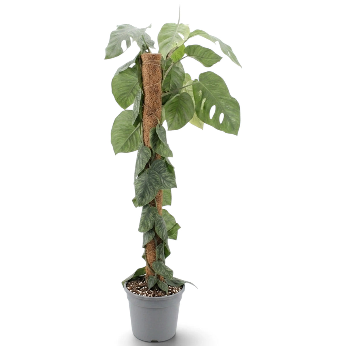 Extra-large Monstera dubia with flat-clinging juvenile leaves and larger mature foliage