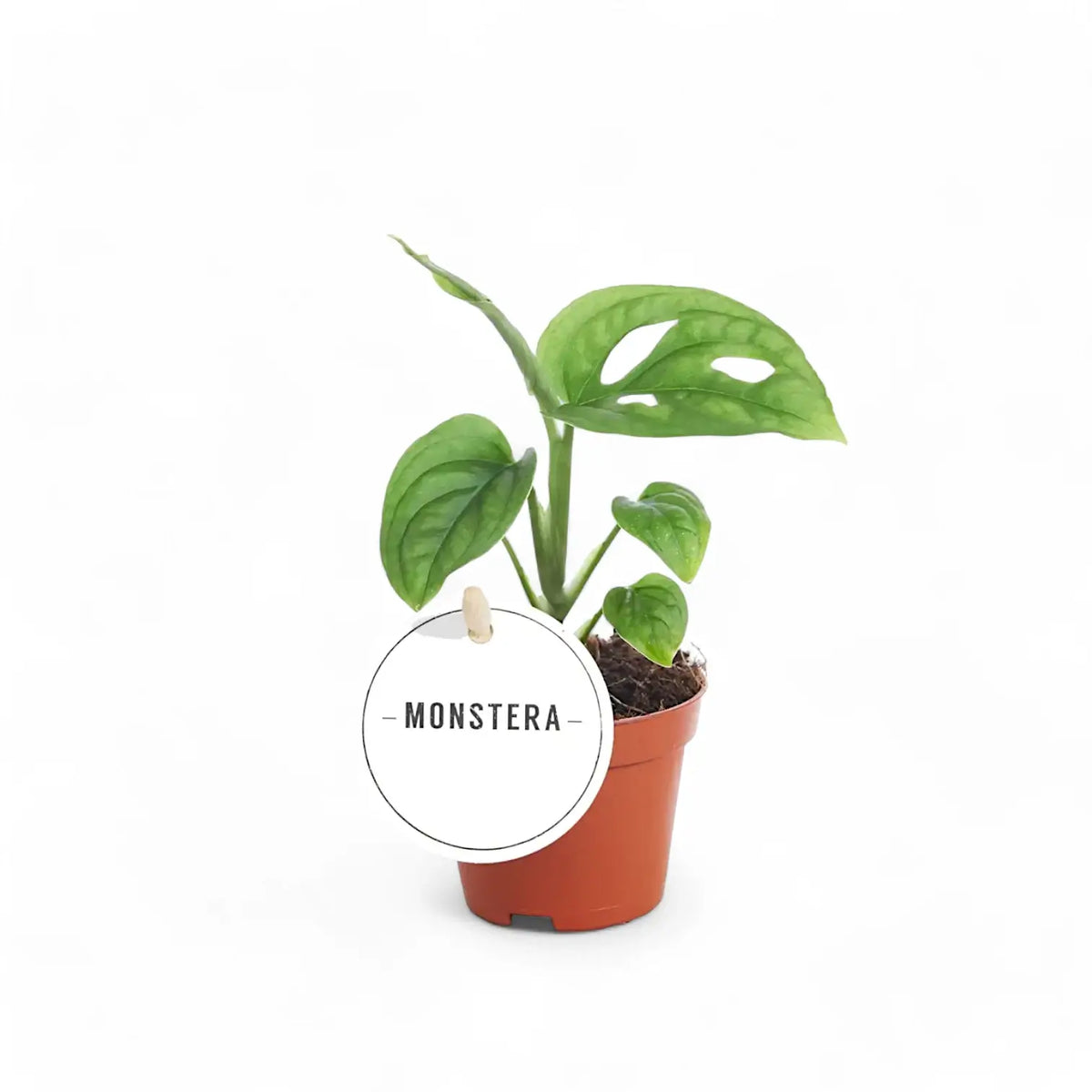 Monstera 'Esqueleto' potted plant in nursery pot on white background.